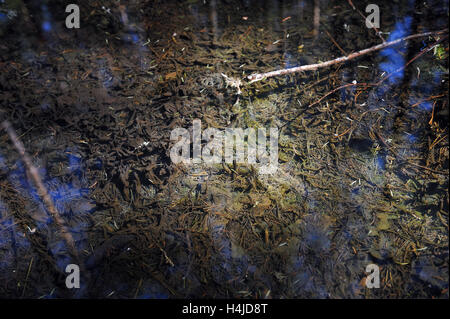 Creek, à une petite forêt brook avec les feuilles tombées et visqueuse,la végétation en germination. Banque D'Images