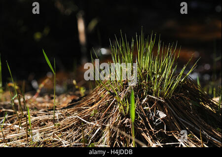 Germes de première l'herbe sur le sol forestier Banque D'Images