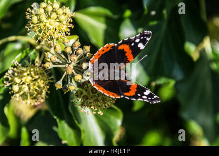 Un papillon vulcain (Vanessa atalanta) sur les fleurs de lierre Banque D'Images