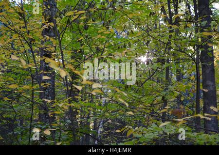 Une vue sur le feuillage d'automne et feuilles tournant entre les rayons du soleil dans une forêt de la Nouvelle-Angleterre. Banque D'Images
