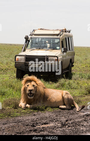 Les touristes en safari regarder un lion (leo Panthero), Parc National de Serengeti, Tanzanie Banque D'Images