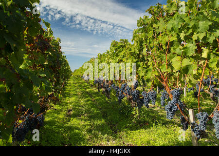 Rouge noir raisin dans le vignoble français sur les rangées de vignes vertes prêtes pour la récolte vinification vendange en France Banque D'Images