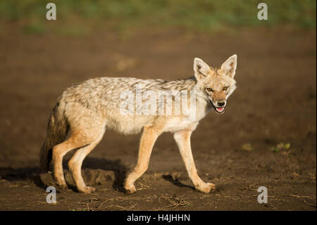 Le chacal doré (Canis aureus, Serengeti National Park, Tanzania Banque D'Images