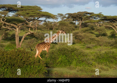 Maasai Girafe (Giraffa camelopardalis tippelskirchi), Parc National de Serengeti, Tanzanie Banque D'Images