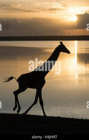 Girafe massaï au lac Ndutu au coucher du soleil (Giraffa camelopardalis tippelskirchi), Parc National de Serengeti, Tanzanie Banque D'Images