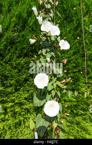 Mikania micrantha est une plante tropicale de la famille des Astéracées connu sous le nom de vigne vigne amère d'escalade ou de chanvre corde américain m-a-minute Banque D'Images
