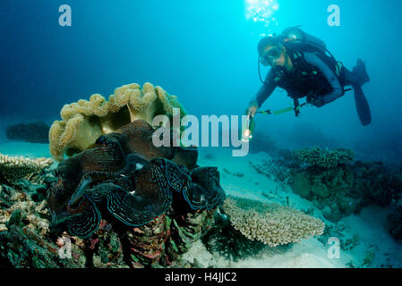 Diver et cannelé (Bénitiers Tridacna squamosa), de l'Océan Indien, les Maldives Banque D'Images