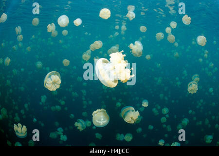 Jellyfish lake avec dard endémique repéré Jelly ou la lagune gelée (Mastigias papua etpisonii), Palau, Micronesia, Pacific Banque D'Images