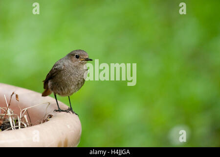Rougequeue noir femelle (Phoenicurus ochruros gibraltariensis) Banque D'Images
