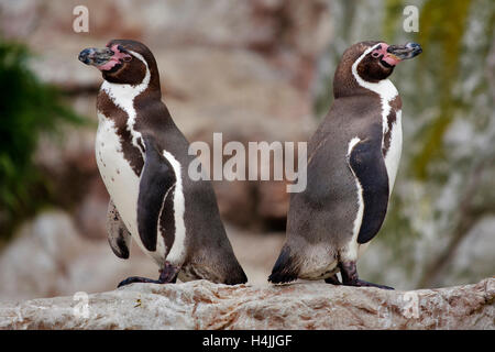 Les manchots de Humboldt (Spheniscus humboldti) Banque D'Images