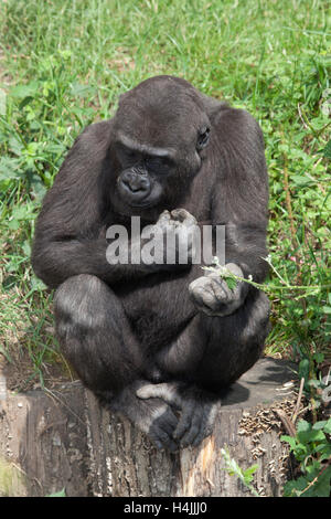 Jeune gorille (Gorilla) Banque D'Images