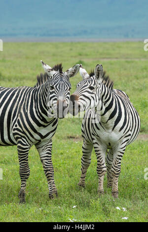 Zèbres de Burchell (Equus burchellii), le cratère du Ngorongoro, en Tanzanie Banque D'Images