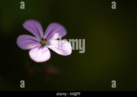 Forget-me-not (Myosotis sp.) Banque D'Images