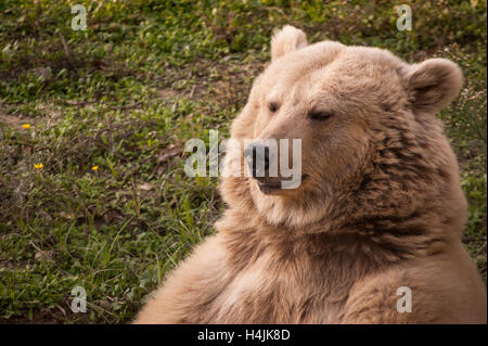 Grizzli assis sur l'herbe. Le repos d'fermer les yeux. Banque D'Images