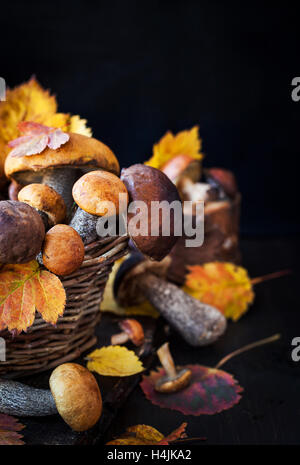 Champignons comestibles sauvages de la forêt d'automne (Boletus) dans panier Banque D'Images