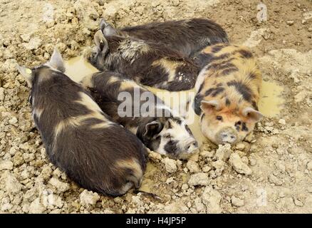 Cinq cochons Kunekune bénéficiant d''un se vautrer dans la boue Banque D'Images