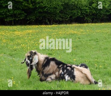 Chèvre Nubian Anglo Pedigree buck dans une prairie Banque D'Images