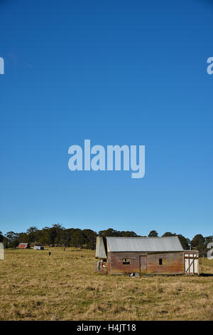 L'outback à l'abandon de bush house avec des bovins à viande dans un enclos près de Glen Innes, NSW, Australie Banque D'Images