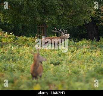 Richmond Park, SW London, Royaume-Uni. 17 octobre, 2016. Red Deer stag dominante soufflets dans le rut annuel. Credit : Malcolm Park/Alamy Live News Banque D'Images