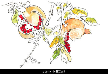 Illustration à l'aquarelle de branches d'arbustes de Grenade Banque D'Images