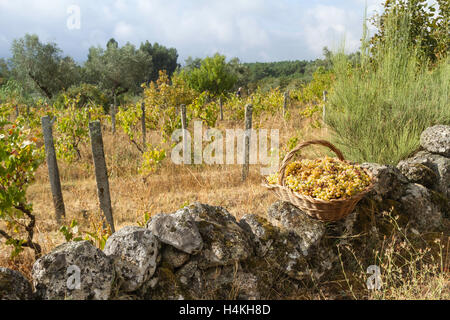 Les vendanges - raisin vert dans un panier sur un mur d'un vignoble, Fornos de Algodres - Portugal Banque D'Images