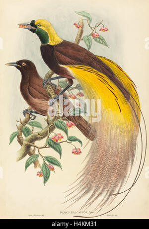 John Gould et W. Hart (British, 1804 - 1881), les Oiseaux du Paradis (Paradisea apoda), publié 1875-1888, lithographie coloriée au Banque D'Images