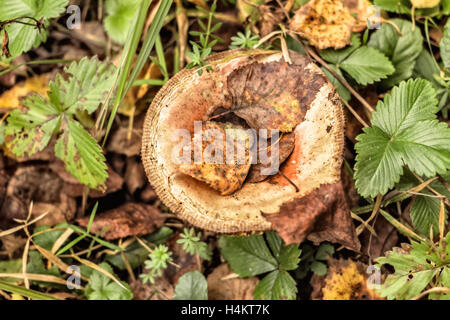 En automne champignons frais sous les feuilles des forêts