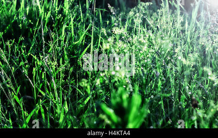 La beauté de la rosée du matin dans l'herbe d'été vert Banque D'Images