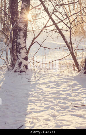 Image du soleil à travers les arbres sur une matinée d'hiver. Banque D'Images