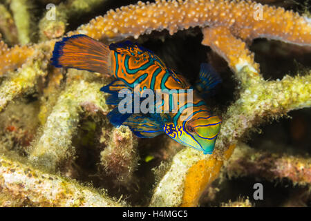 Photo sous-marines de poissons, Madarin Dragonet Madarin Banque D'Images