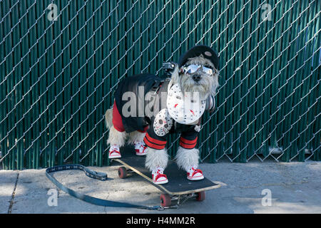 Un multipoo chien dans un costume à Coney Island à la récolte d'Halloween Dog Parade et concours de costume. Banque D'Images