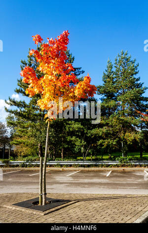 Arbre à feuilles caduques en face d'un arbre à feuilles persistantes au cours de l'automne Banque D'Images