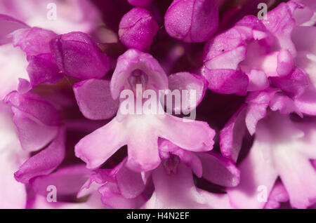 Détail de fleurs orchidée pyramidale Anacamptis pyramidalis - Banque D'Images