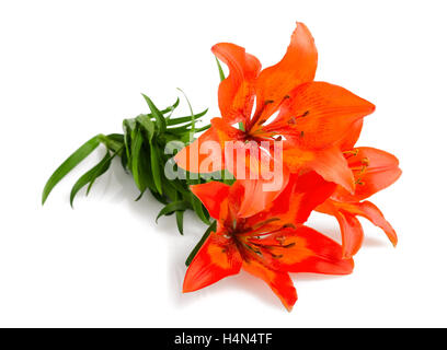 Nénuphar orange isolé sur blanc Banque D'Images