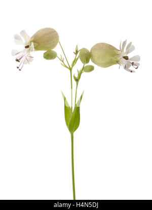 La silène fleurs (Silene vulgaris) isolated on white Banque D'Images