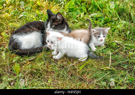 Chat avec trois chatons de marcher sur l'herbe dans le jardin sur journée d'été Banque D'Images