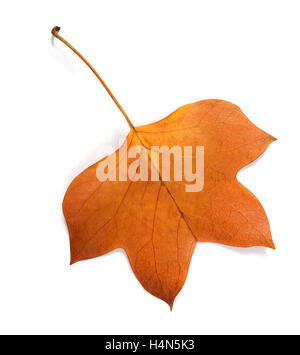 Feuille de tulipier séchées isolated on white Banque D'Images