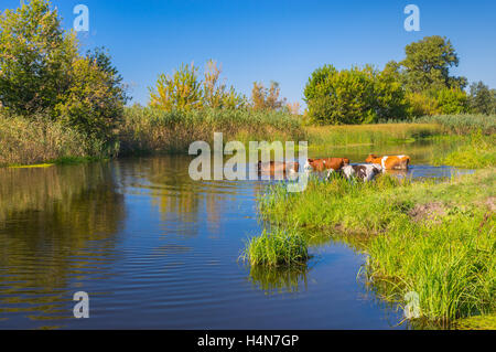 Paysage avec vaches ayant été en traitement de l'eau Rivière Ukrainien Merla Banque D'Images