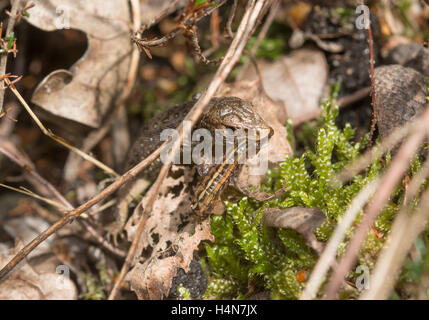 Jeune lézard sable (Lacerta agilis) la chasse de proies (une chenille) à Surrey, Angleterre Banque D'Images