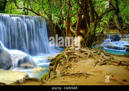 Jungle waterfall et vieil arbre avec des racines dans les Cascades de Kuang Si près de Luang Prabang au Laos, Asie du sud-est. Banque D'Images