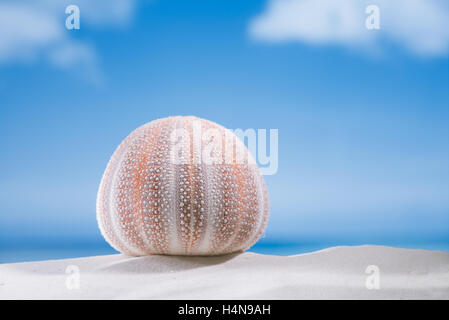 Nice - l'oursin et colorés sur une plage de sable blanc, océan, ciel et seascape Banque D'Images