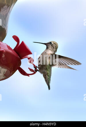 Anna's hummingbird (femelle Calypte anna) à une mangeoire, Vancouver, Colombie-Britannique Banque D'Images