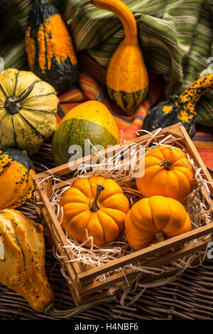 La vie toujours avec des citrouilles Halloween Banque D'Images