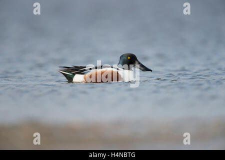 Le Canard souchet (Anas clypeata), coloré, Drake en robe de reproduction, la natation sur le lac, un corps entier, la longueur, la vue de côté. Banque D'Images