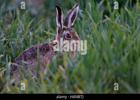 Lièvre brun / lièvre européen ( Lepus europaeus ) se cachant dans l'alimentation, sur le blé d'hiver, à la tombée de la nuit, tard dans la soirée, anxieux. Banque D'Images