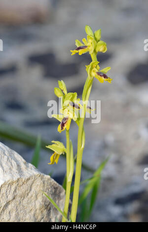 Ophrys lutea galilaea sous-espèce de l'orchidée abeille jaune en provenance de Chypre Banque D'Images