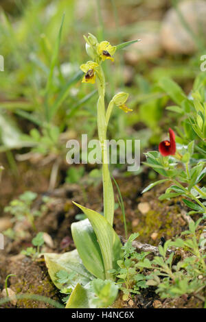 Ophrys lutea galilaea sous-espèce de l'orchidée abeille jaune en provenance de Chypre avec toute la plante de pois Asperges - Lotus tetragonolobus Banque D'Images