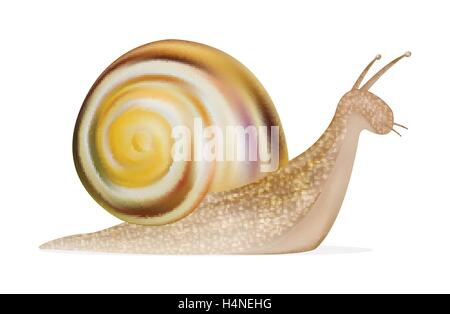 Escargot sur un fond blanc Illustration de Vecteur