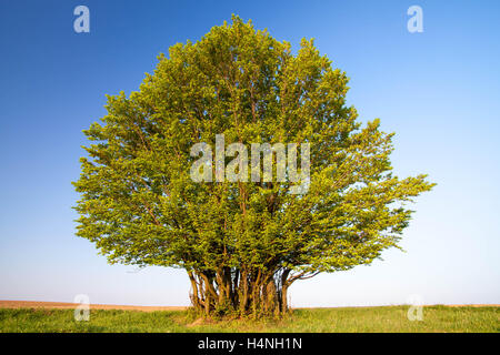 Tilleul Banque D'Images