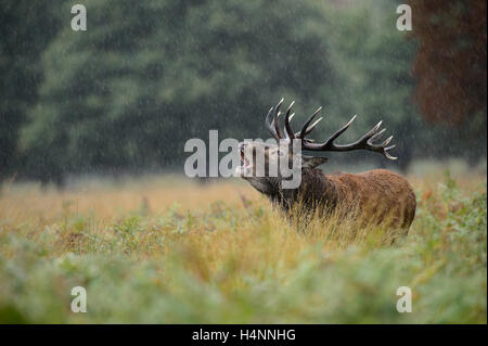 Red Deer stag en appelant la pluie pendant la saison du rut. Richmond Park, London, UK Banque D'Images